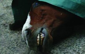 Θεσπρωτία: Σκότωσαν 6 άλογα στο Καρβούνι Παραμυθιάς