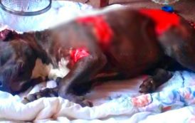 Έσφαξε με 17 μαχαιριές το πιτ μπουλ που επιτέθηκε στο σκύλο του