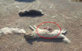 Σκότωσαν κατσίκες και σκυλιά με δηλητηριασμένο γάλα