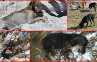 ΚΑΤΑΓΓΕΛΙΑ: Κολαστήριο για ζώα στο Λουτράκι ΣΟΚΑΡΟΥ οι εικόνες