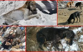 ΚΑΤΑΓΓΕΛΙΑ: Κολαστήριο για ζώα στο Λουτράκι ΣΟΚΑΡΟΥ οι εικόνες