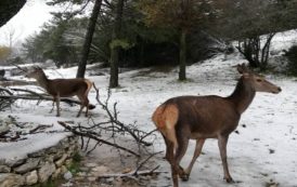 ΚΑΙΡΟΣ: Η «Ζηνοβία» έφερε χιόνια στην Πάρνηθα