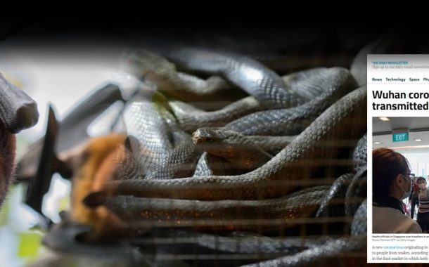 Φίδια και νυχτερίδες οι ξενιστές του κοροναϊού