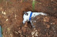 Σοκ στο Αττικό Άλσος – Νεκρά 8 σκυλιά από φολες