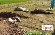 Δηλητηρίασαν και σκότωσαν άλογα στο Δατό Καβάλας